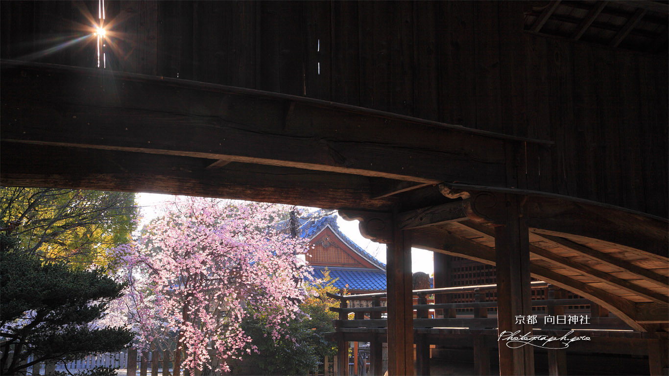 向日神社の枝垂桜と舞楽殿 壁紙