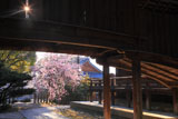 向日神社の枝垂桜と舞楽殿