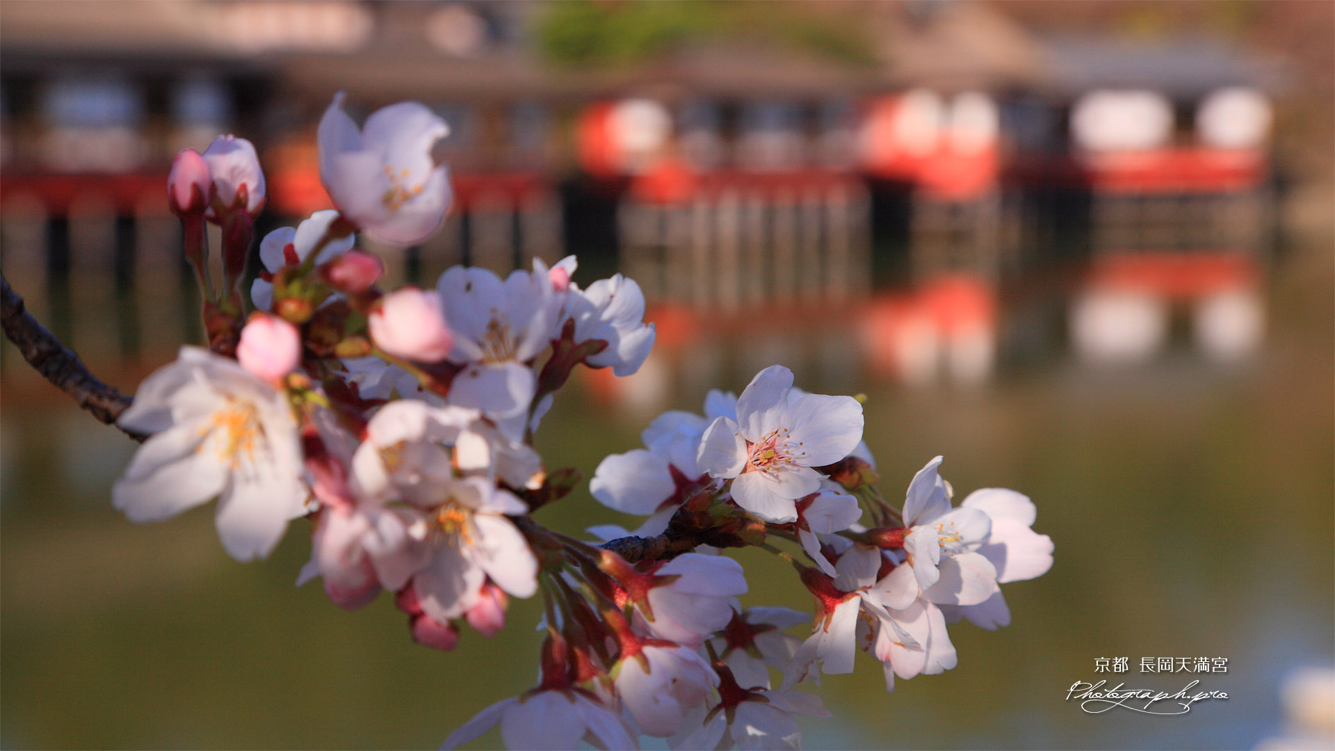長岡天満宮の桜