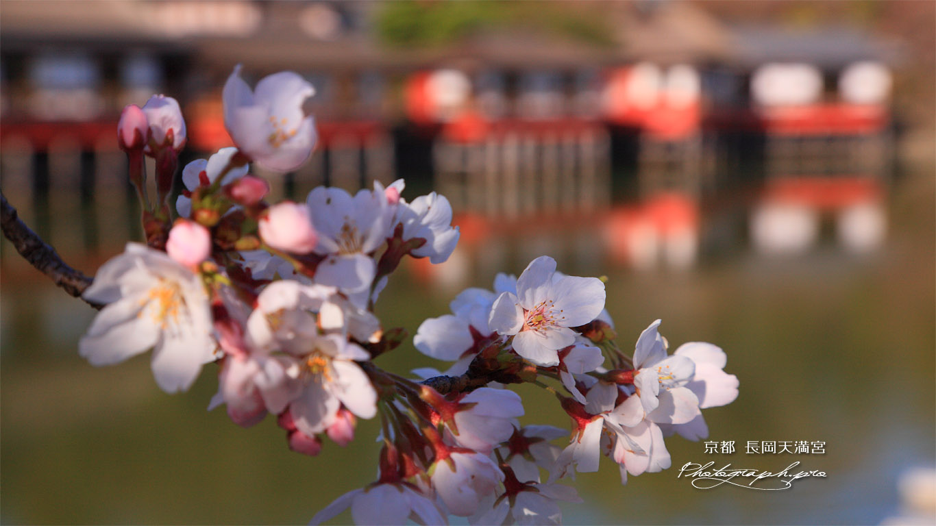 長岡天満宮の桜 壁紙