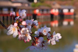 長岡天満宮の桜
