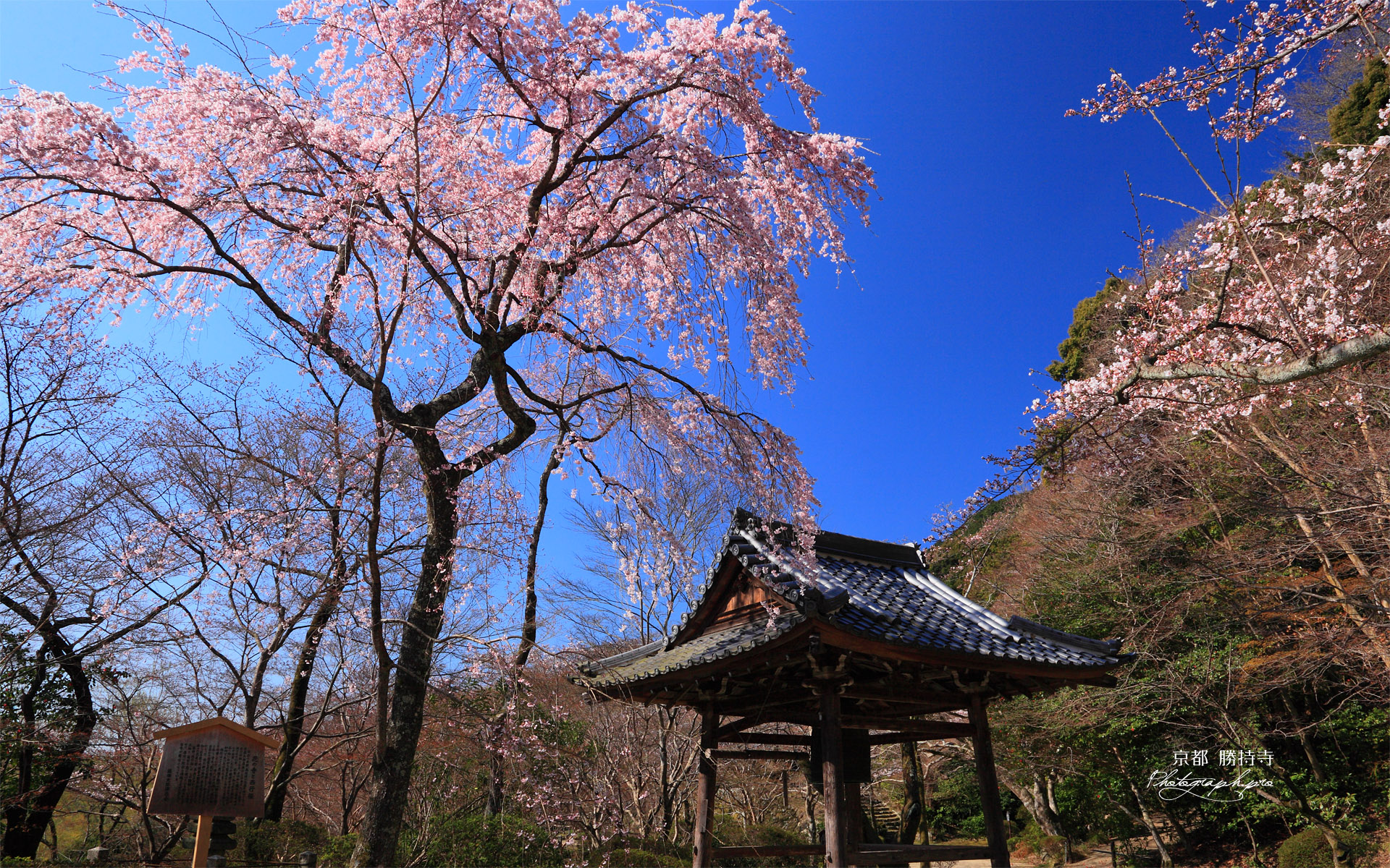 京都勝持寺 西行桜と鐘楼堂