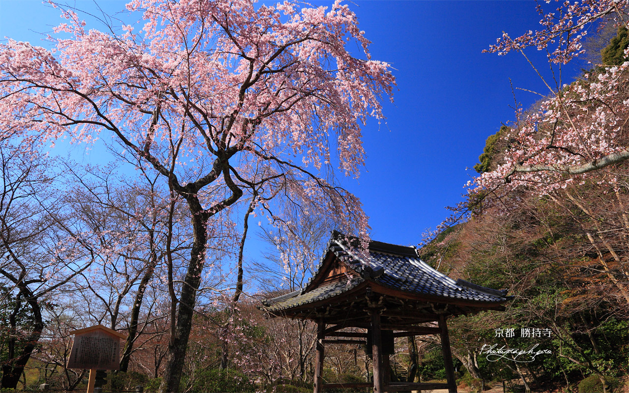 京都勝持寺 西行桜と鐘楼堂 壁紙