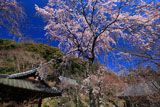 京都勝持寺 西行桜と堂宇