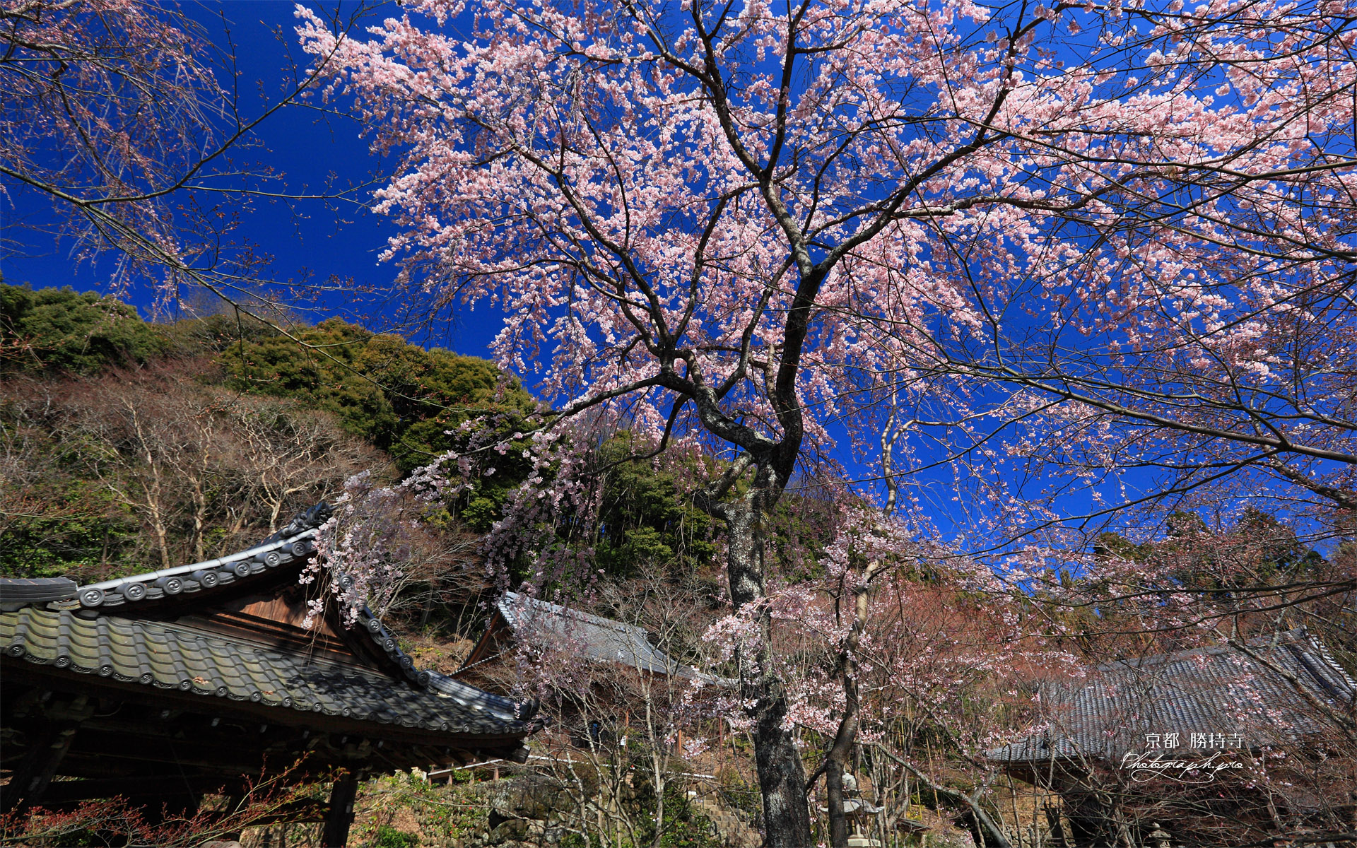 京都勝持寺 西行桜と堂宇