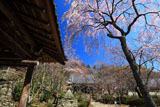 勝持寺