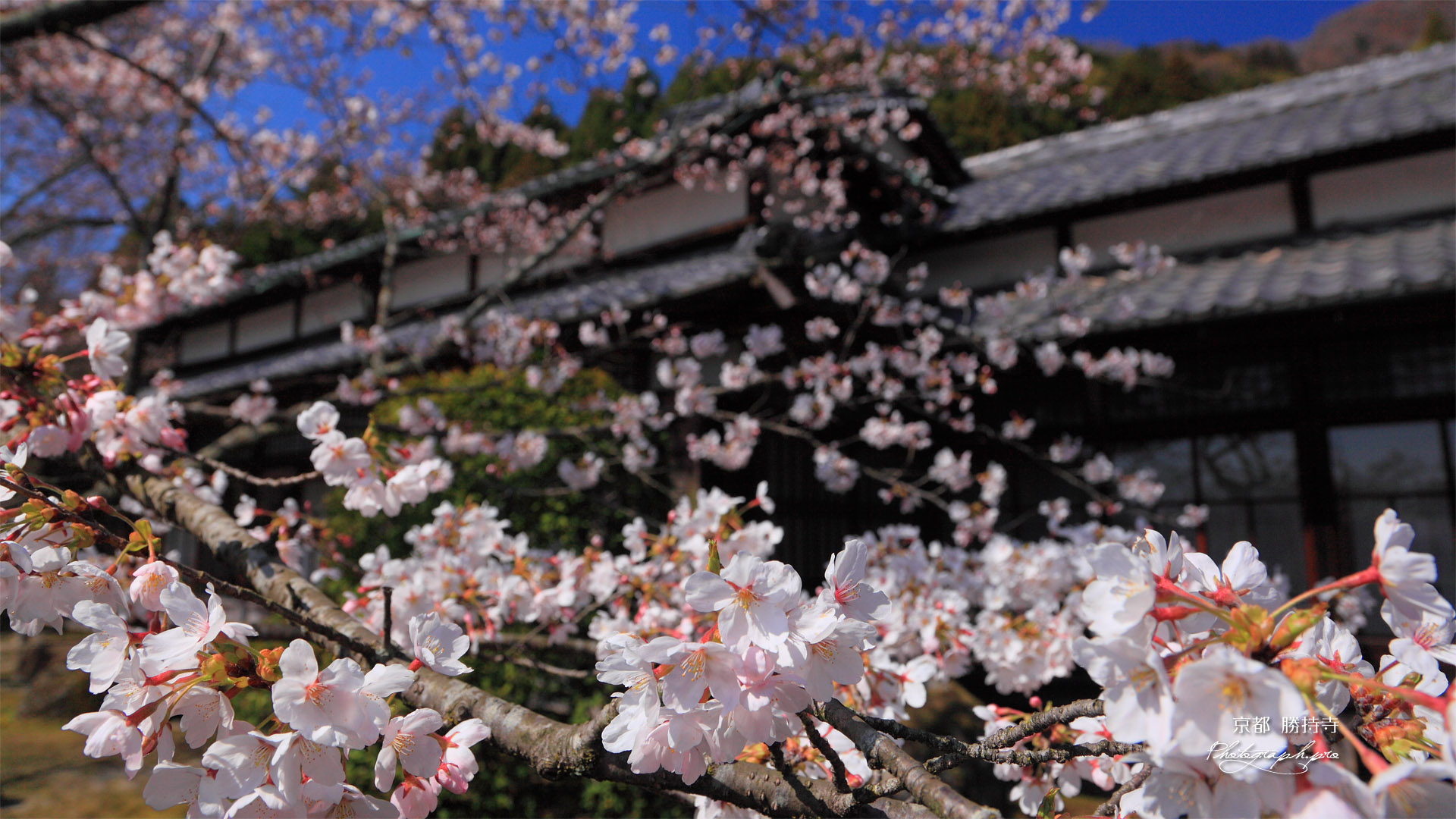 京都勝持寺 サクラと高遠閣
