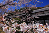 京都勝持寺 サクラと高遠閣