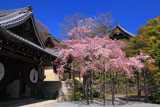 京都光明寺 本玄関前の紅枝垂れ桜