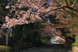 京都光明寺 女人坂の山桜