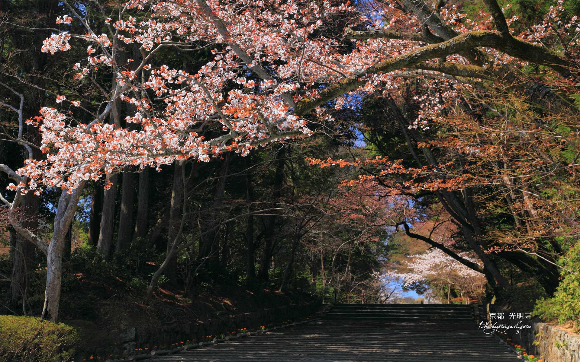 京都光明寺 女人坂の山桜