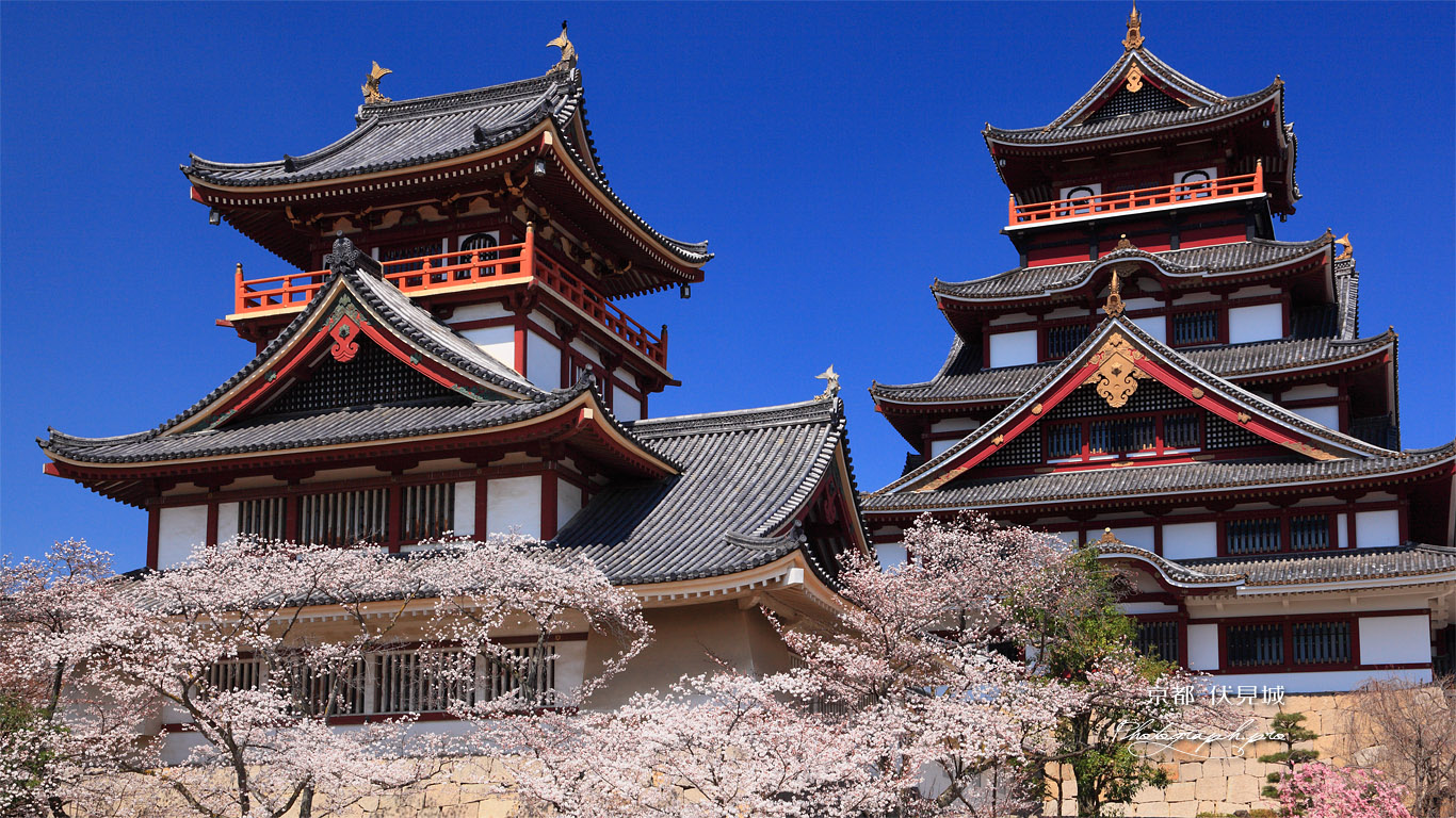 伏見桃山城 桜に大天守と小天守 壁紙