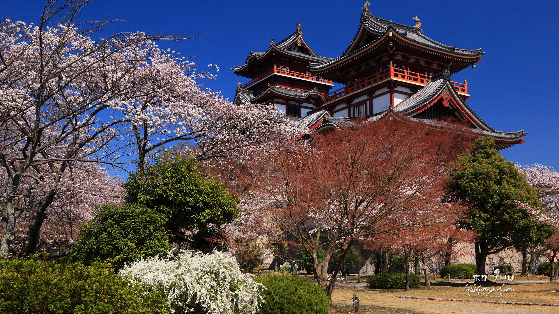 伏見桃山城 雪柳と桜に天守