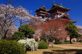 伏見桃山城 雪柳と桜に天守