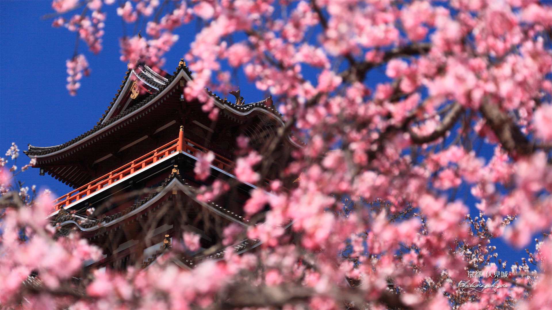 伏見桃山城 紅枝垂桜越しの天守閣
