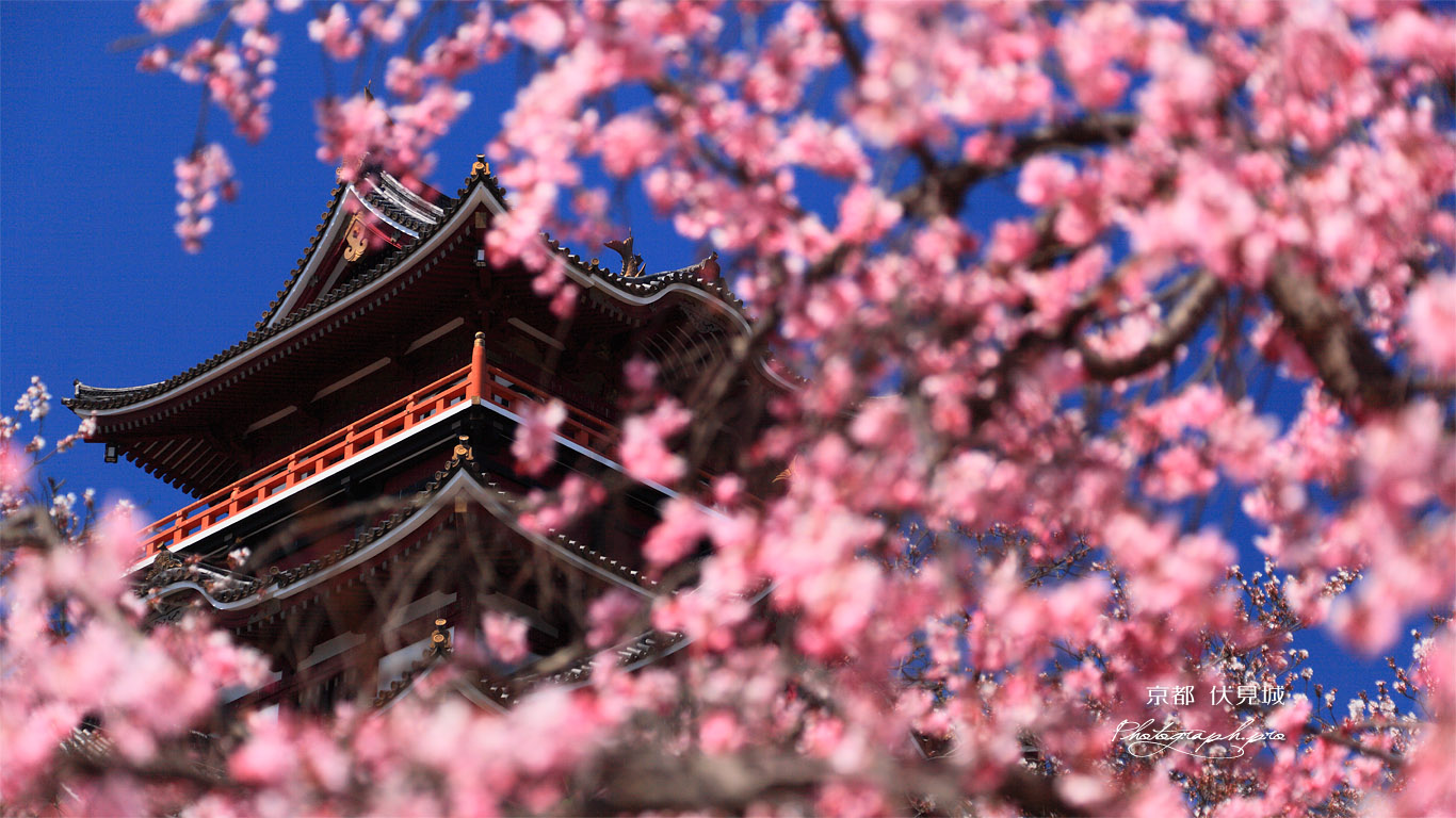 伏見桃山城 紅枝垂桜越しの天守閣 壁紙