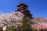 伏見桃山城 さくらと天守閣