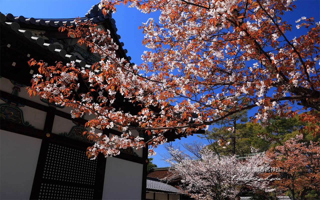 御香宮神社 ヤマザクラと拝殿 壁紙