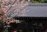 御香宮神社 ヤマザクラと絵馬堂