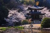 勧修寺 氷室池と桜咲く観音堂
