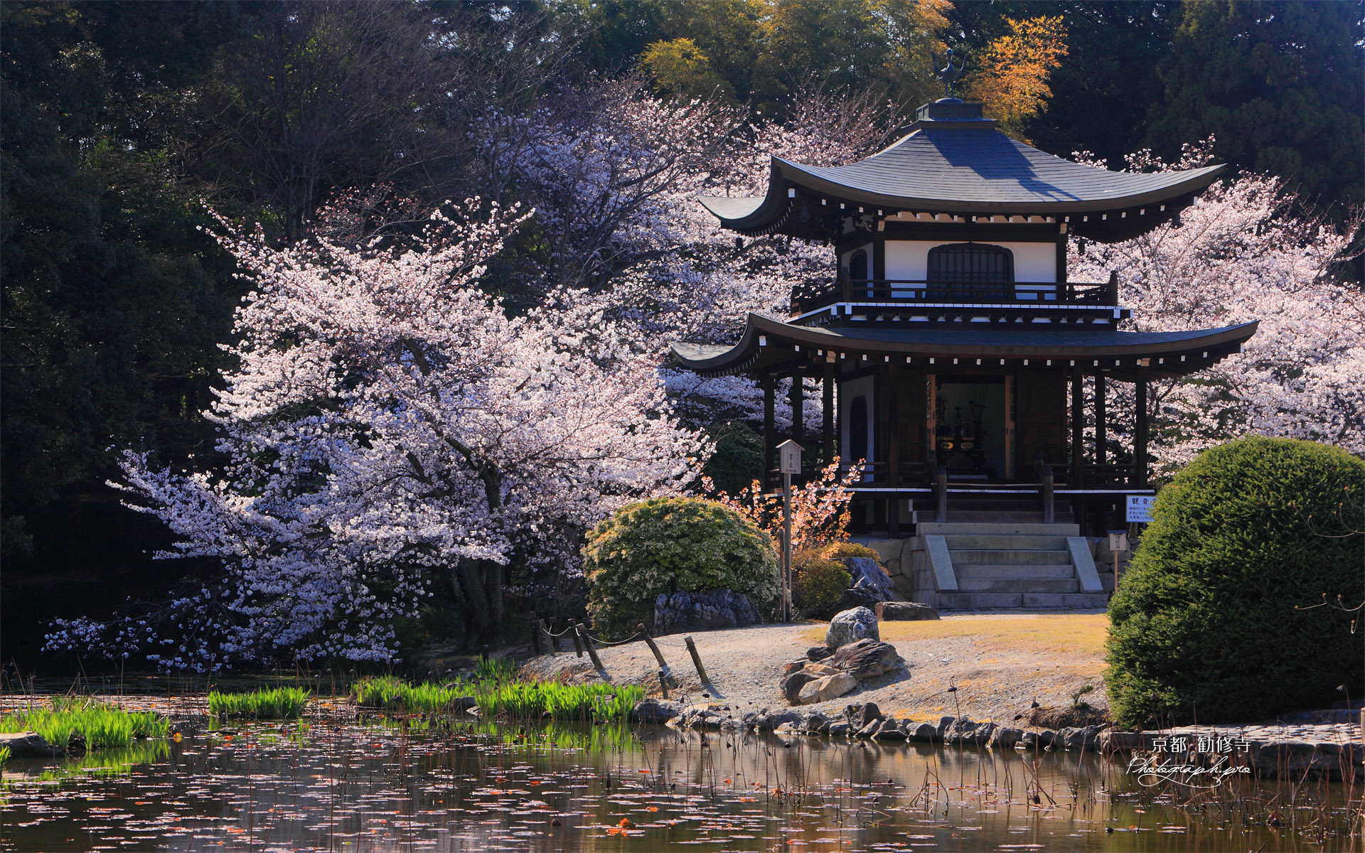 勧修寺 氷室池と桜咲く観音堂