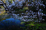 勧修寺 サクラと氷室の池
