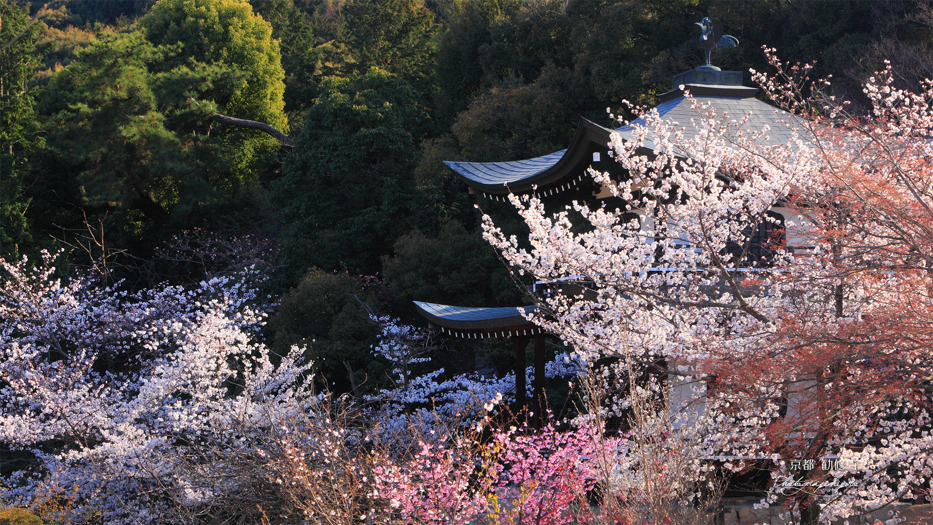 勧修寺 サクラと観音堂