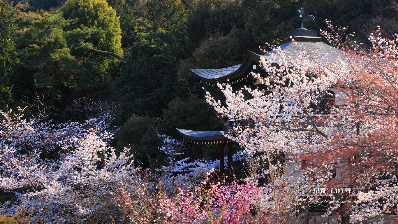 勧修寺 サクラと観音堂 壁紙