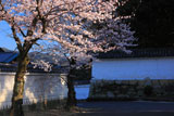 勧修寺 桜と白壁