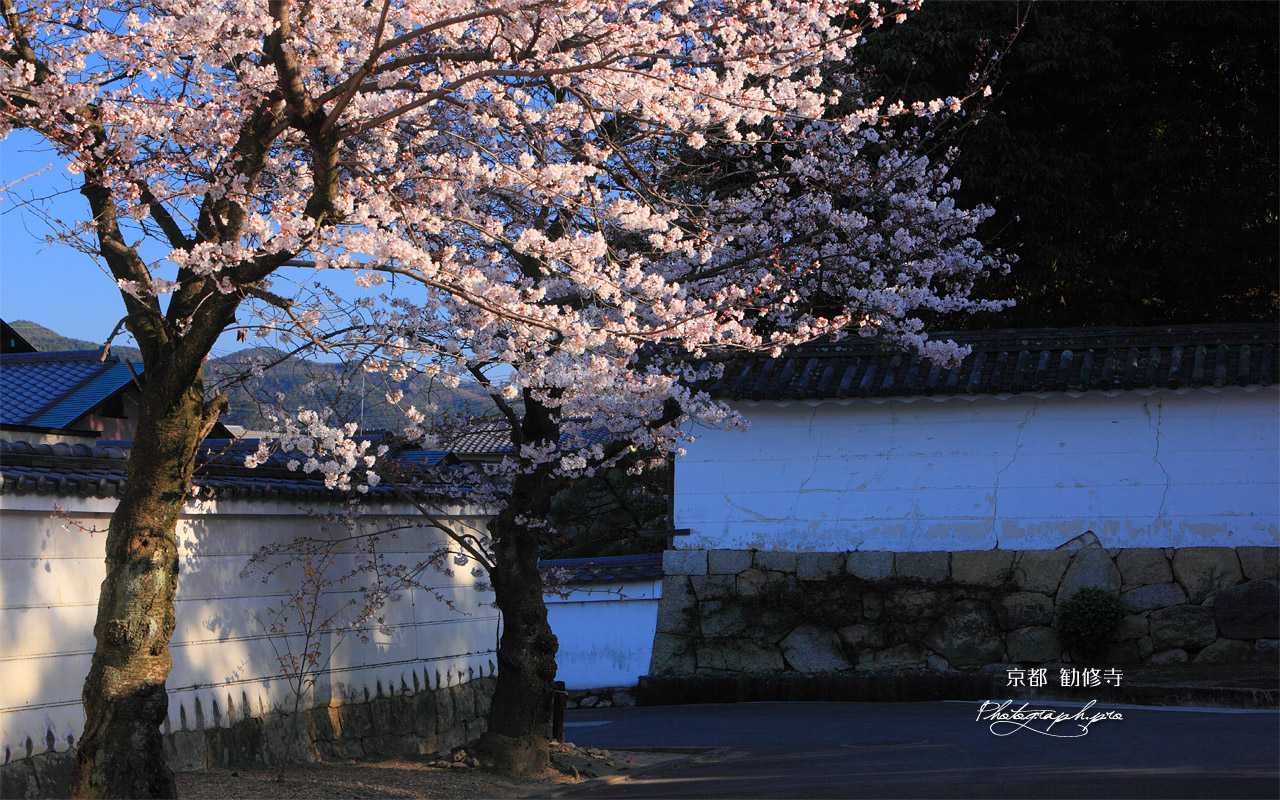 勧修寺 桜と白壁 壁紙
