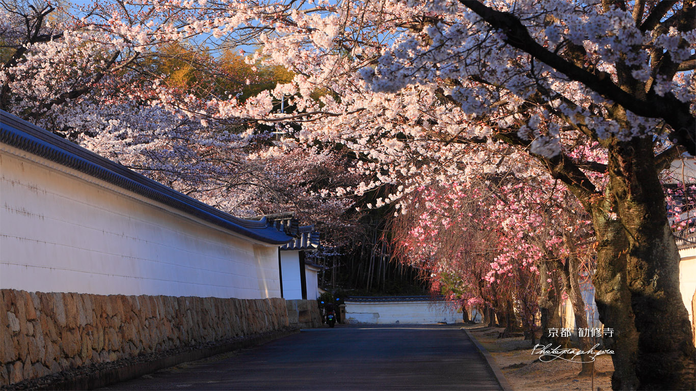 勧修寺 桜並木と築地塀 壁紙