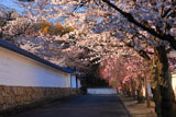 勧修寺 桜並木と築地塀