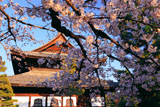 建仁寺 桜越しの法堂