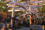 安井金比羅宮 桜と鳥居