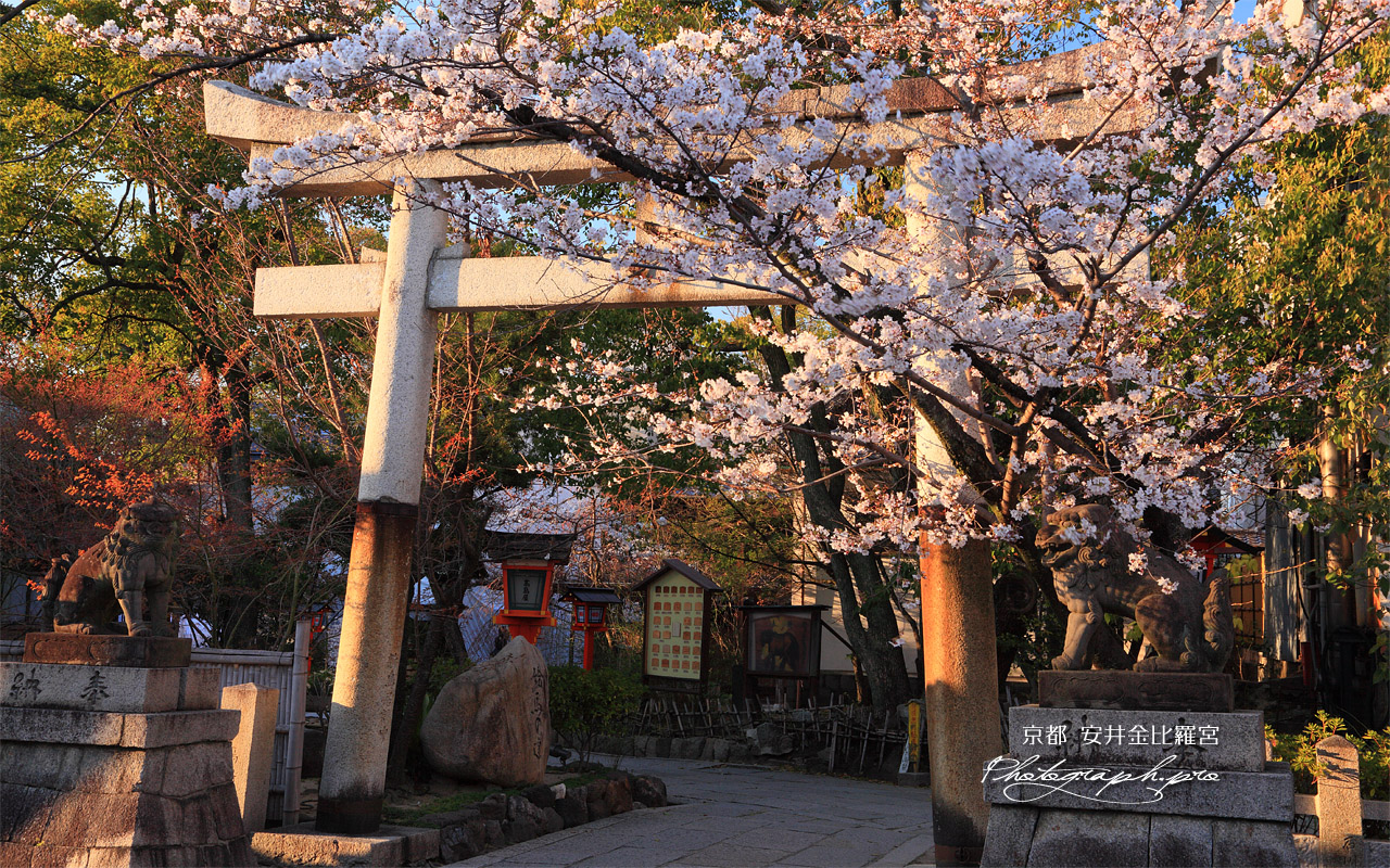 安井金比羅宮 桜と鳥居 壁紙