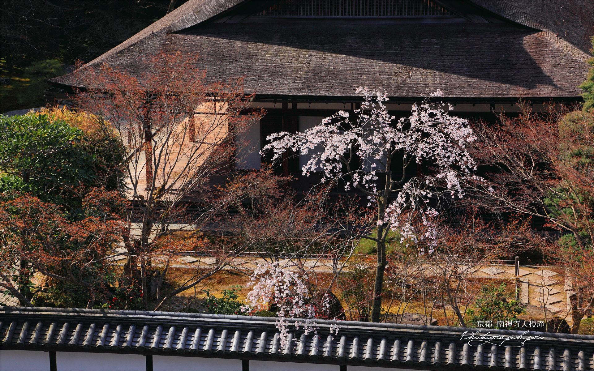 南禅寺天授庵 シダレザクラと本堂