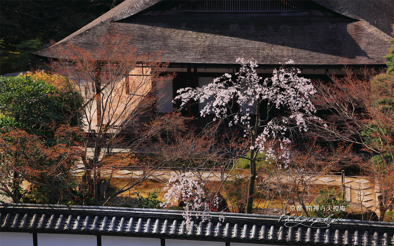 南禅寺天授庵 シダレザクラと本堂 壁紙
