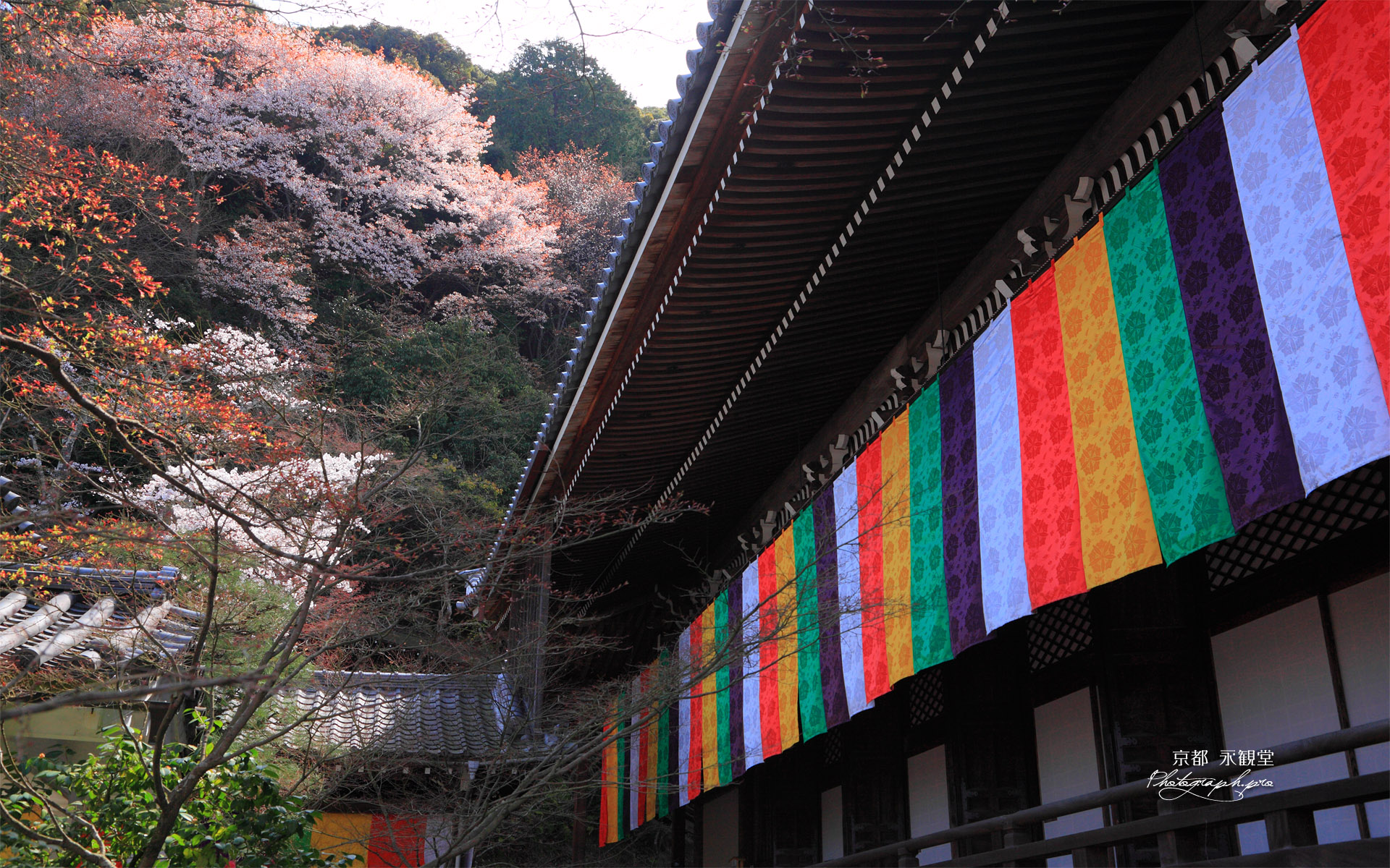 永観堂 御影堂とヤマザクラ