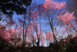 熊野若王子神社 桜花苑の陽光桜