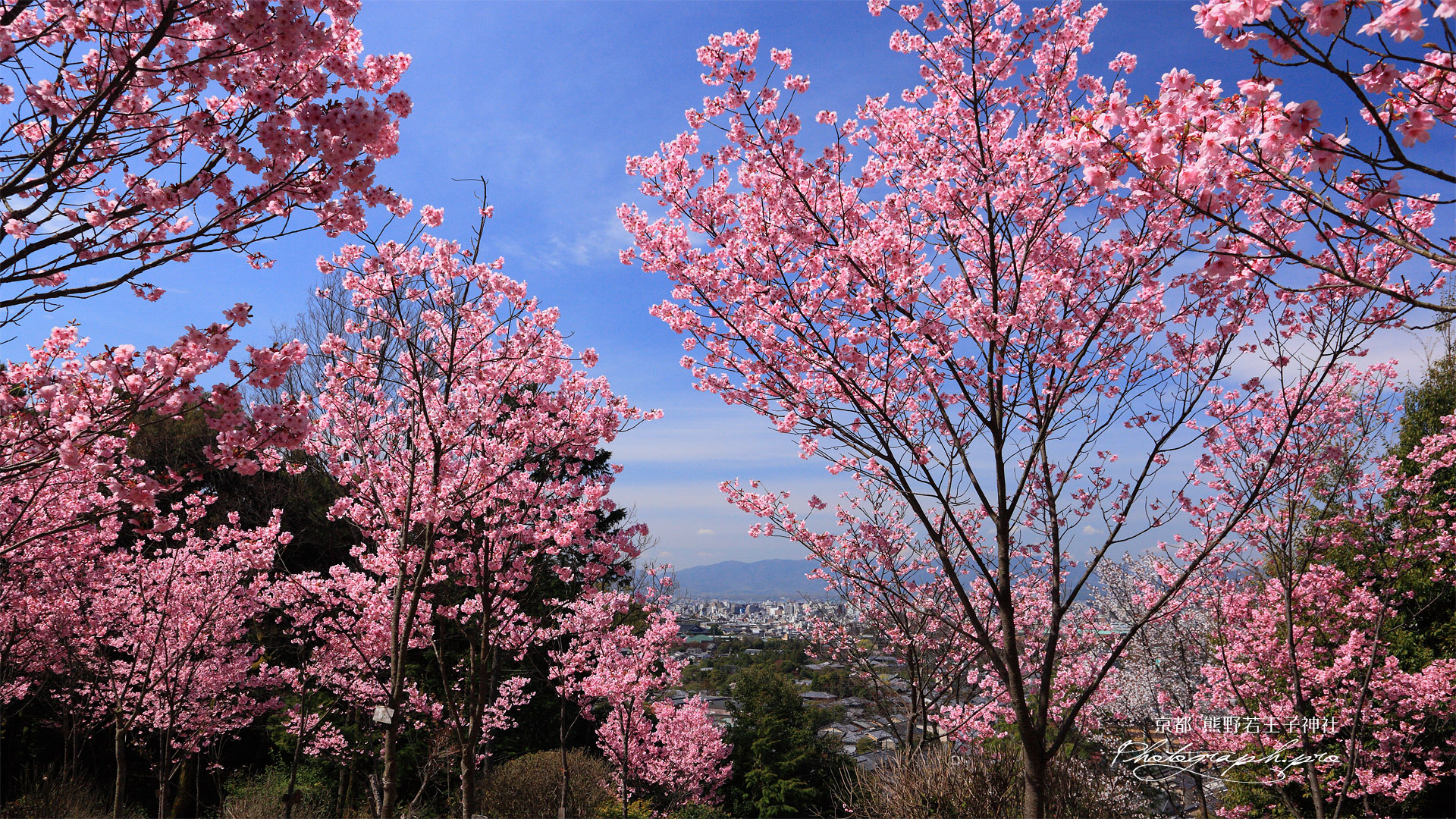 熊野若王子神社 桜花苑からの眺望