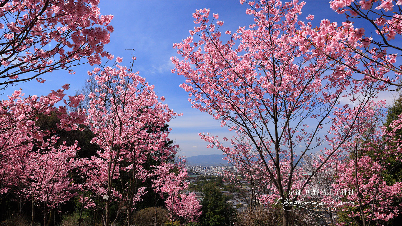 熊野若王子神社 桜花苑からの眺望 壁紙
