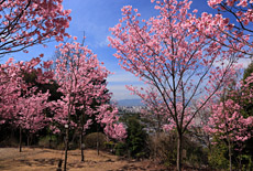 熊野若王子神社