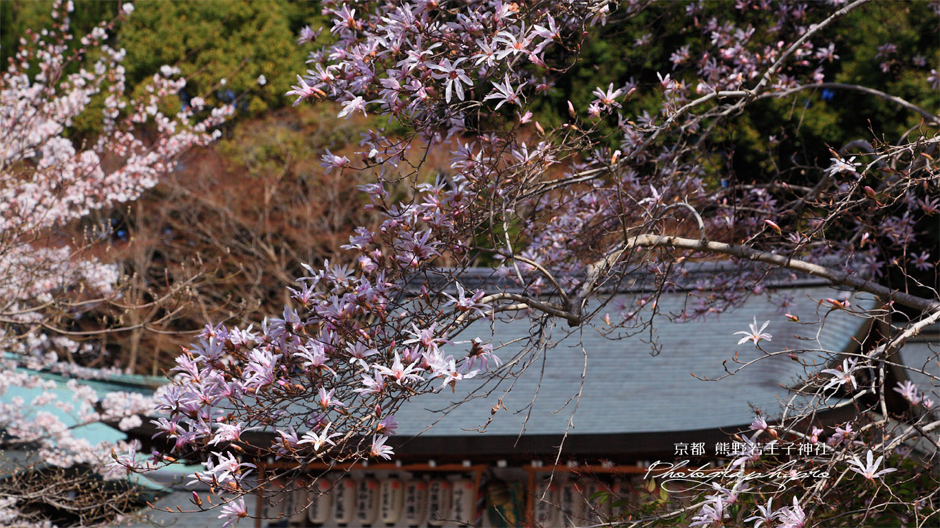 熊野若王子神社 シデコブシ 壁紙