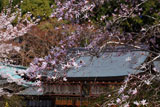熊野若王子神社 シデコブシ