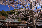 熊野若王子神社 桜と拝殿