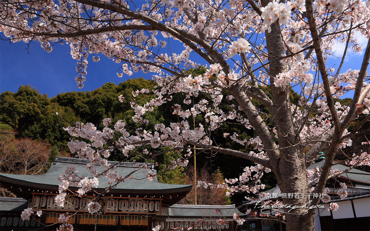 熊野若王子神社 桜と拝殿 壁紙