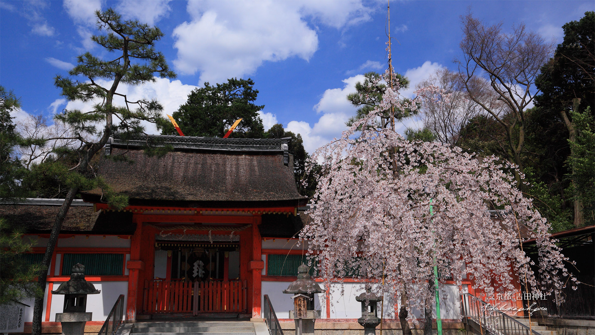 吉田神社の幽斎桜