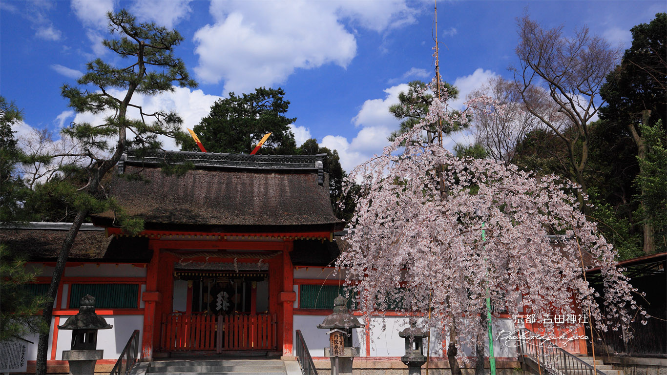 吉田神社の幽斎桜 壁紙