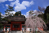 吉田神社の幽斎桜