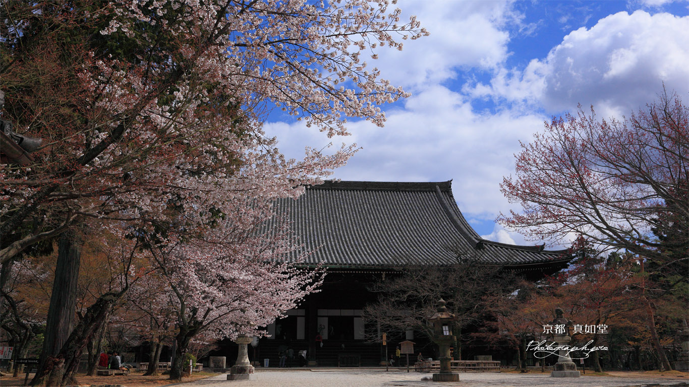 真如堂の桜と本堂 壁紙